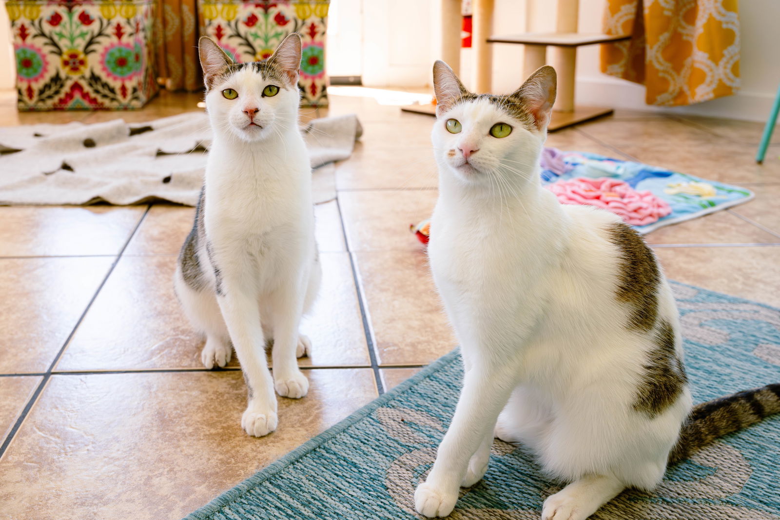 Snoopy (bonded w/ Marcie), an adoptable Domestic Short Hair, Tabby in San Jose, CA, 95112 | Photo Image 3