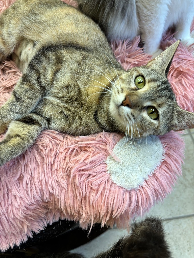 Molly, an adoptable Domestic Short Hair in Corpus Christi, TX, 78415 | Photo Image 1