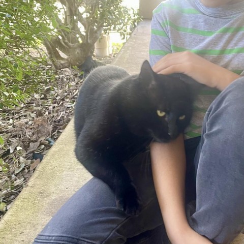 Bones, an adoptable Domestic Short Hair in Austin, TX, 78704 | Photo Image 3