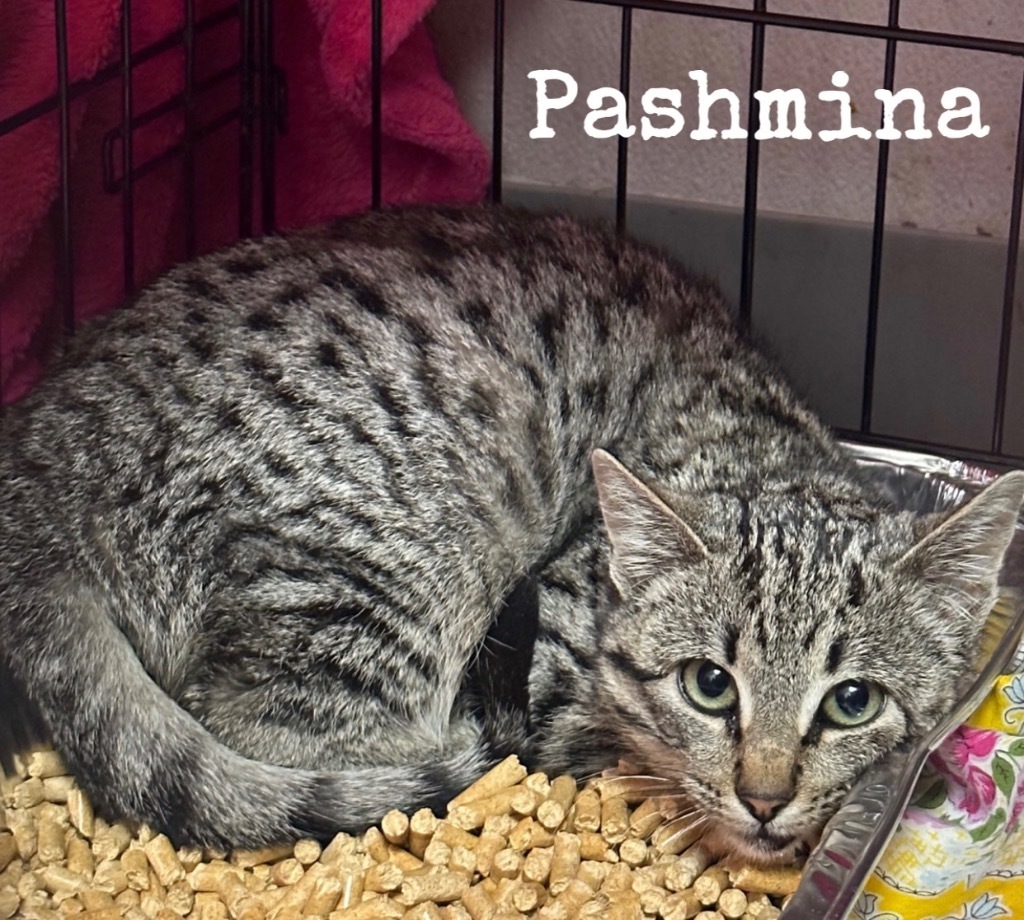 Pashmina, an adoptable Domestic Short Hair in Sorrento, LA, 70778 | Photo Image 1