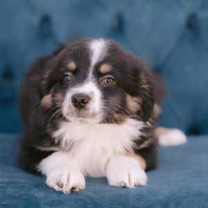 Mini australian outlet shepherd petfinder