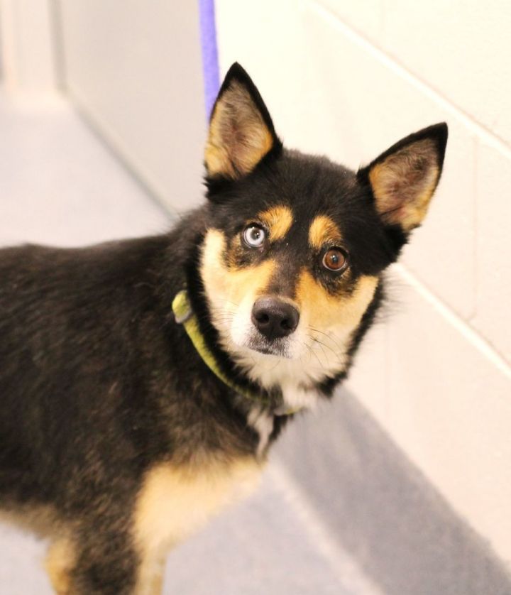 24 dog breeds mixed with sale husky