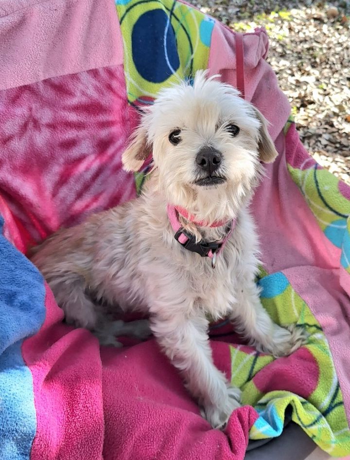 Border terrier shih tzu cheap