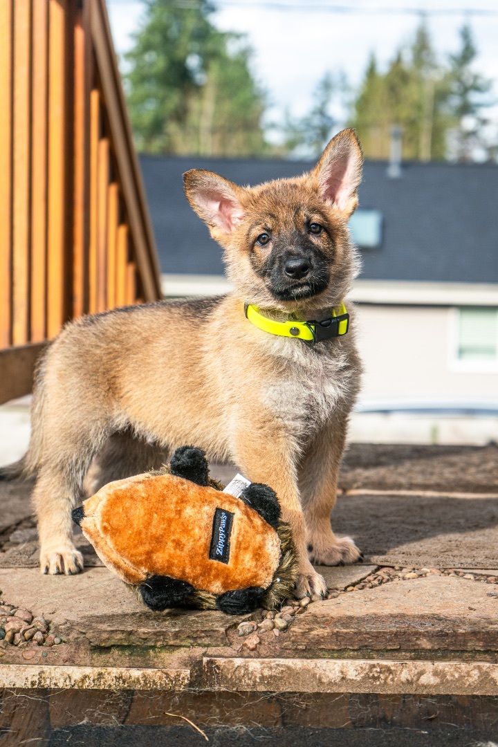 German shepherd hot sale puppies petfinder