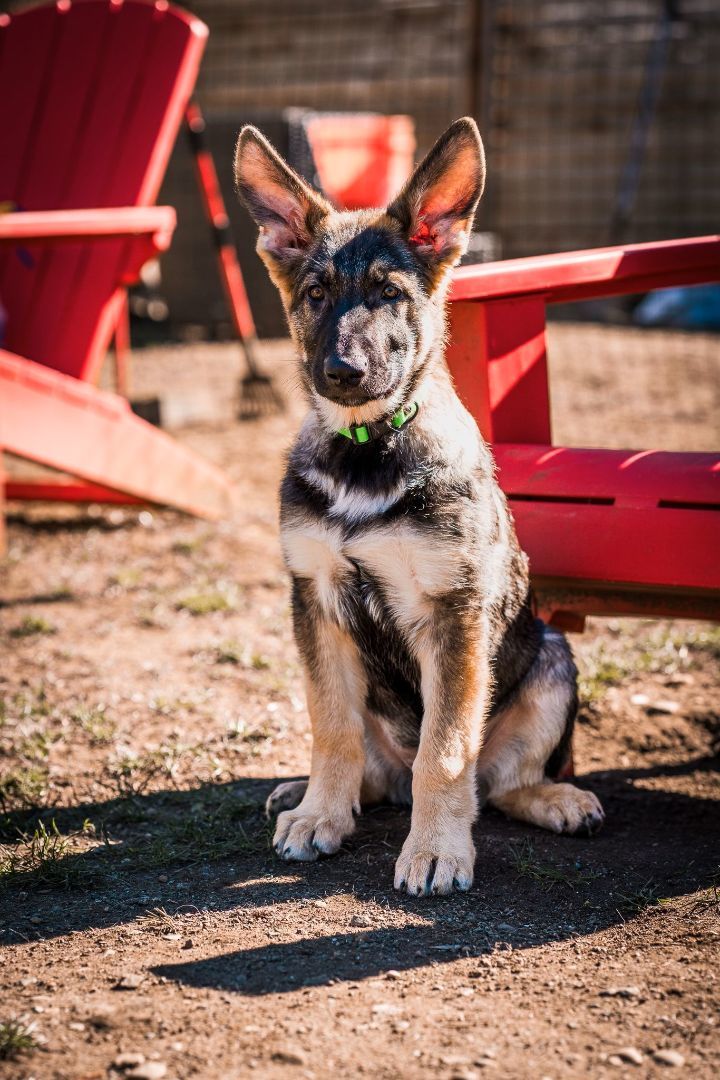 Baby german shepherd with best sale blue eyes