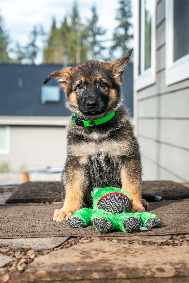 German shepherd 8 2024 weeks collar size