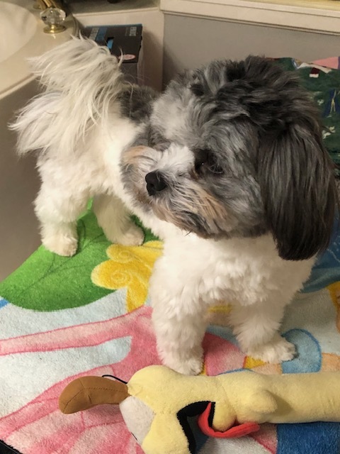 Shih tzu and hot sale precious paws rescue