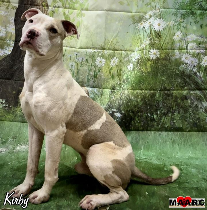 Dog for adoption - Kirby, a Pit Bull Terrier in Maryville, TN | Petfinder