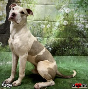 Kirby the male pit mix Age around 1 year Weight 45lb Why Im a 1010 Im aff