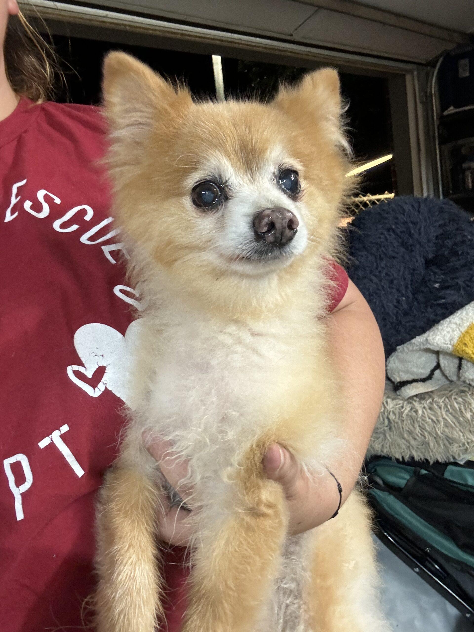 Romeo, an adoptable Pomeranian in Norman, OK, 73026 | Photo Image 1