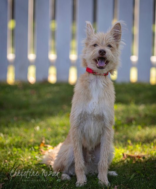 Petfinder best sale cairn terrier