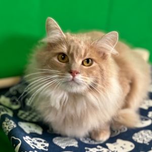 Petfinder siberian hot sale cat