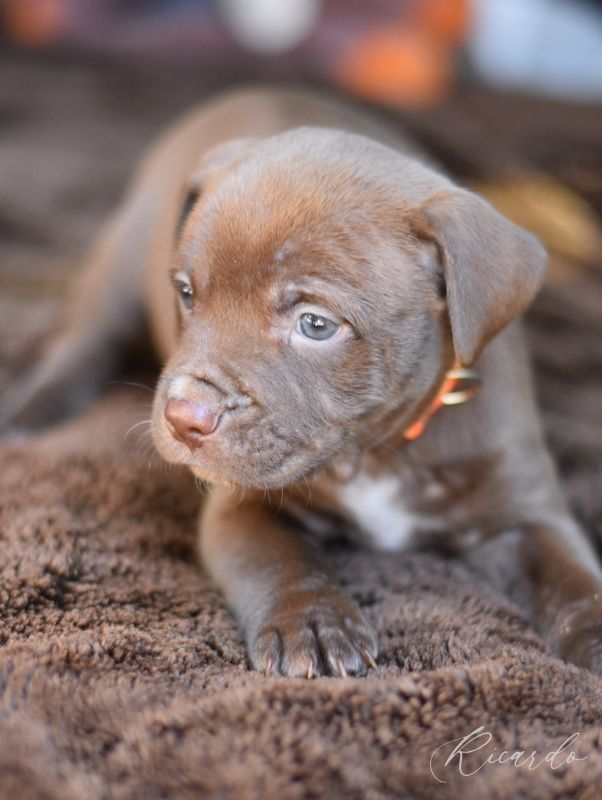 Dfw lab hot sale puppies