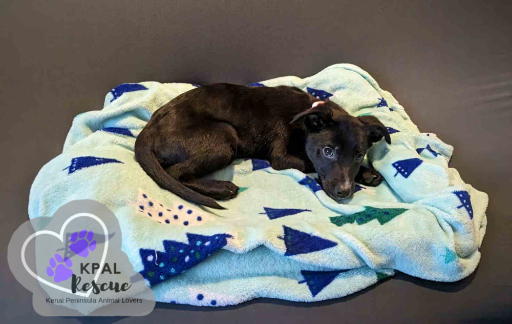 Delivery - Mail Litter, an adoptable Mixed Breed in Kenai, AK, 99611 | Photo Image 2