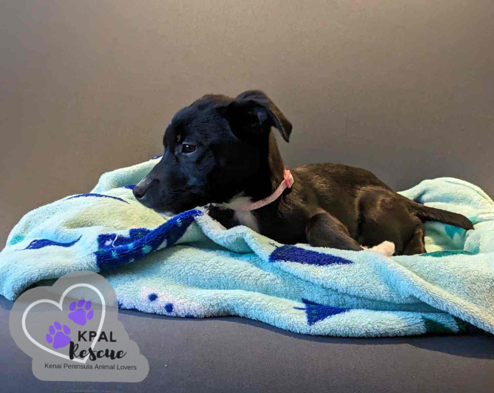 Delivery - Mail Litter, an adoptable Mixed Breed in Kenai, AK, 99611 | Photo Image 4