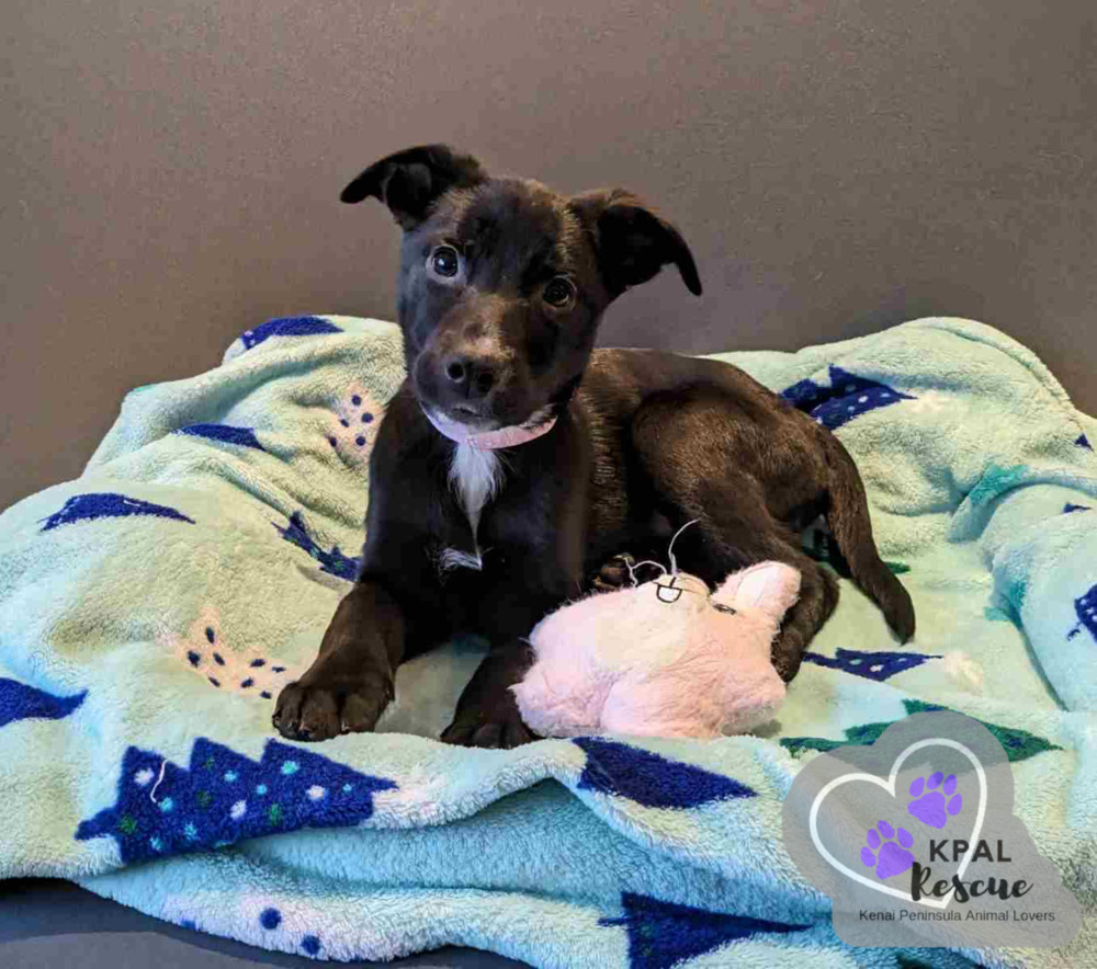 Delivery - Mail Litter, an adoptable Mixed Breed in Kenai, AK, 99611 | Photo Image 5