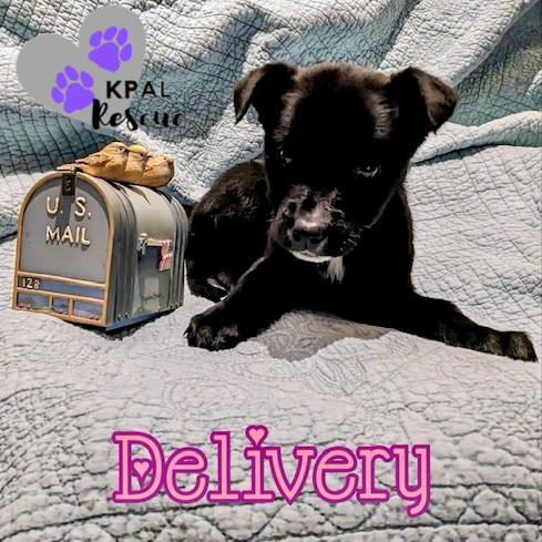 Delivery - Mail Litter, an adoptable Mixed Breed in Kenai, AK, 99611 | Photo Image 6
