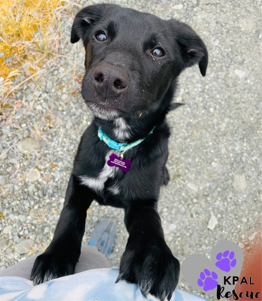 FedEx - Mail Litter, an adoptable Mixed Breed in Kenai, AK, 99611 | Photo Image 1