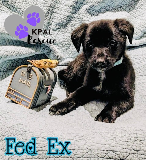 FedEx - Mail Litter, an adoptable Mixed Breed in Kenai, AK, 99611 | Photo Image 6