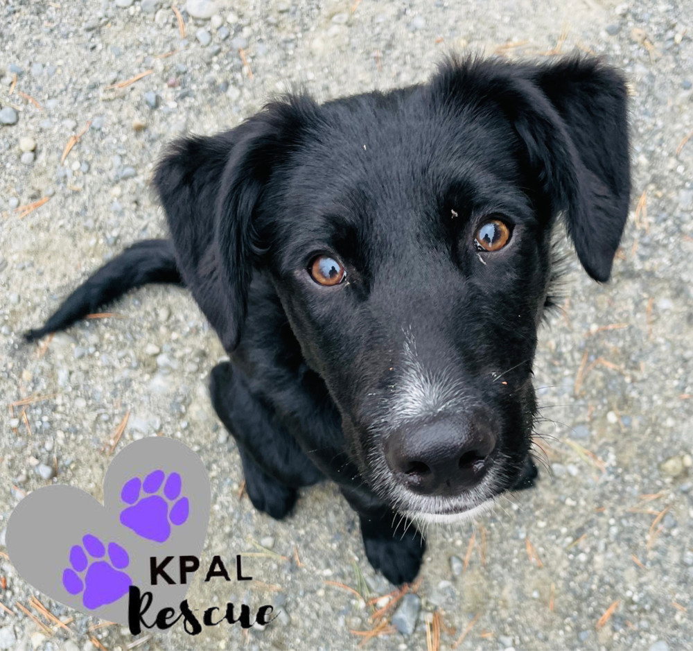 Route - Mail Litter, an adoptable Mixed Breed in Kenai, AK, 99611 | Photo Image 1