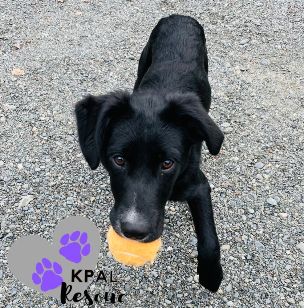 Route - Mail Litter, an adoptable Mixed Breed in Kenai, AK, 99611 | Photo Image 2