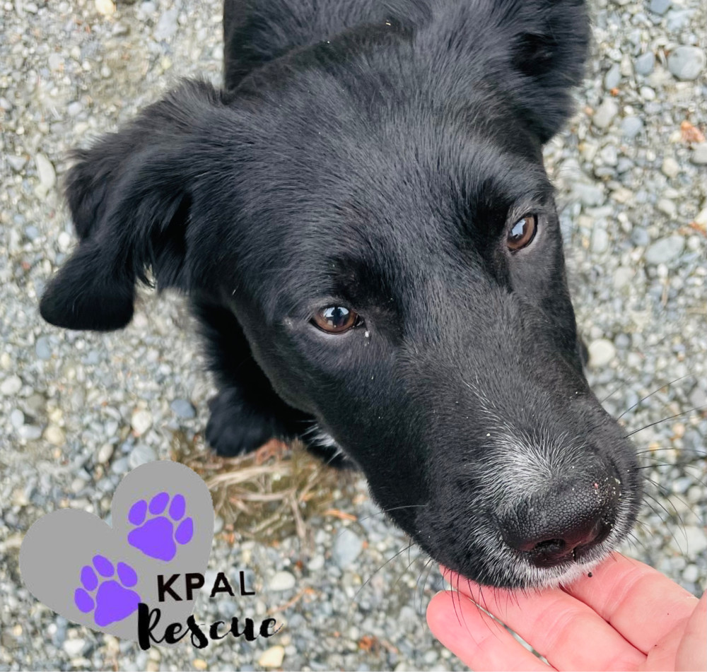 Route - Mail Litter, an adoptable Mixed Breed in Kenai, AK, 99611 | Photo Image 3