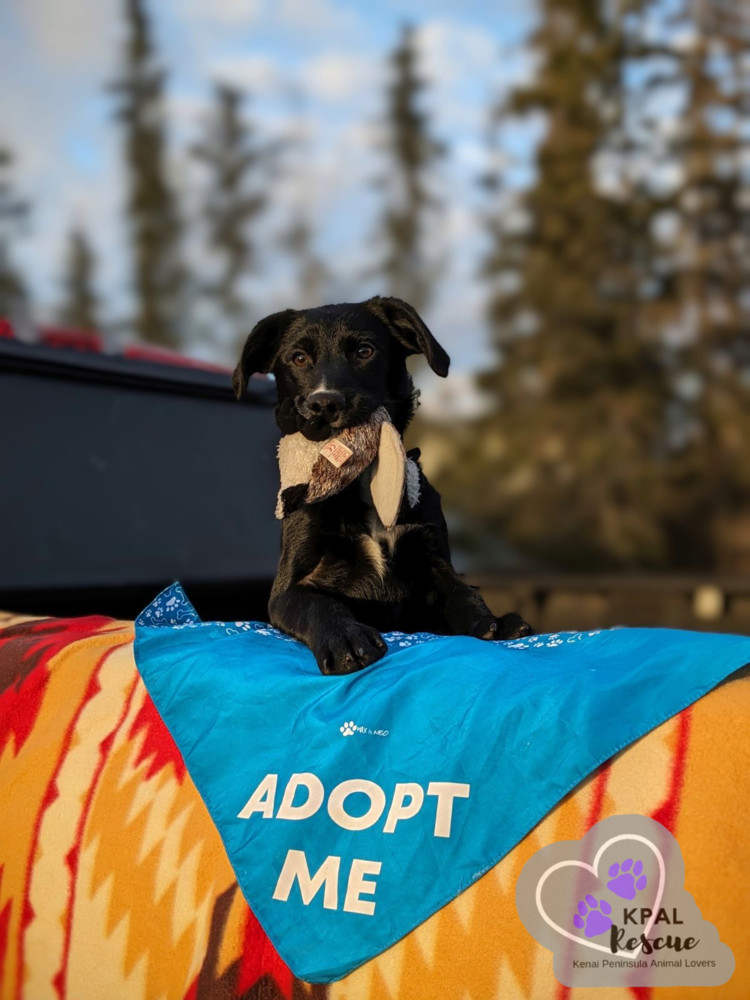 Route - Mail Litter, an adoptable Mixed Breed in Kenai, AK, 99611 | Photo Image 4