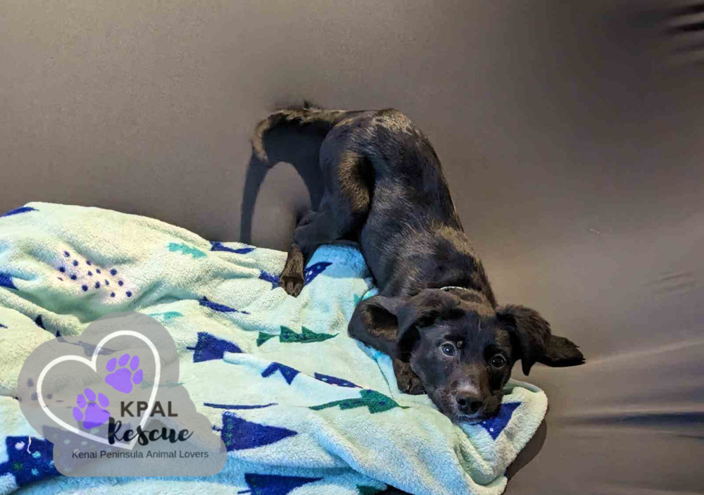 Route - Mail Litter, an adoptable Mixed Breed in Kenai, AK, 99611 | Photo Image 5