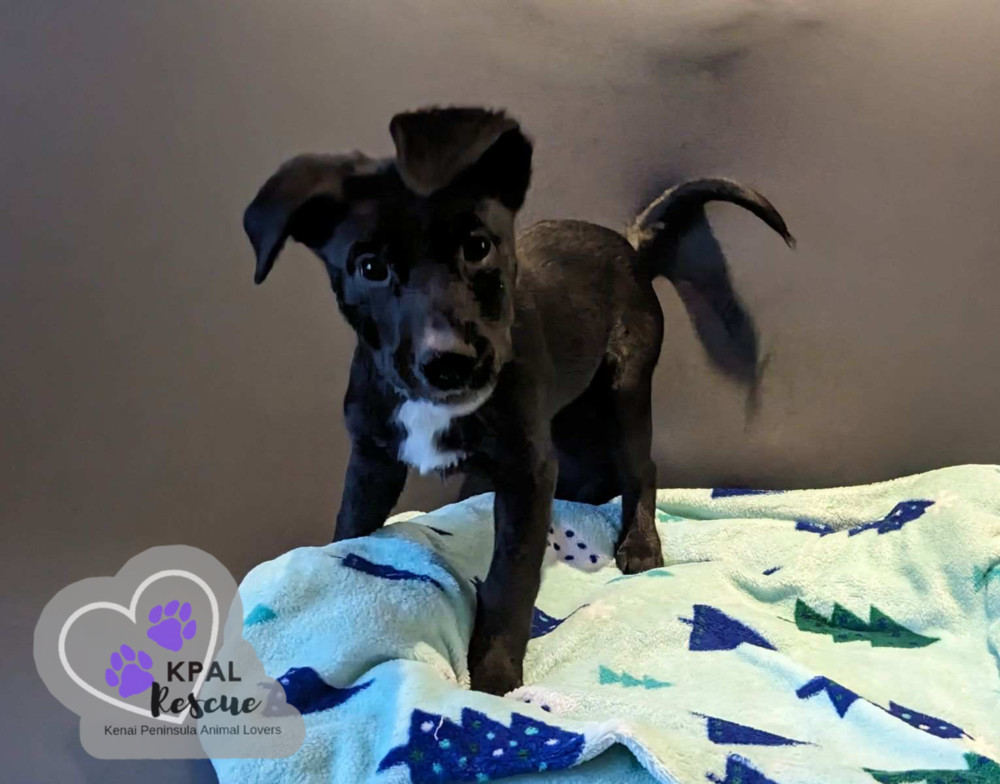 Route - Mail Litter, an adoptable Mixed Breed in Kenai, AK, 99611 | Photo Image 6