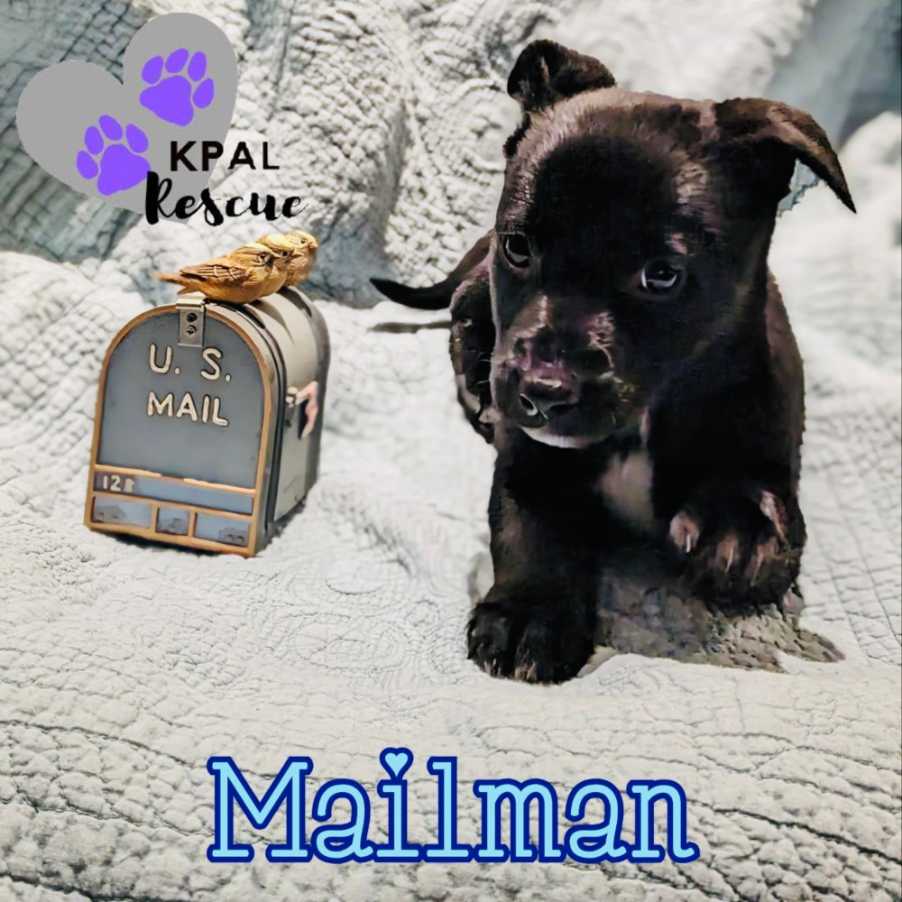 Mailman - Mail Litter, an adoptable Mixed Breed in Kenai, AK, 99611 | Photo Image 6