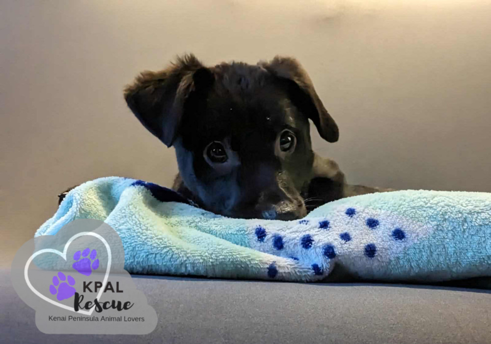 Parcel - Mail Litter, an adoptable Mixed Breed in Kenai, AK, 99611 | Photo Image 4