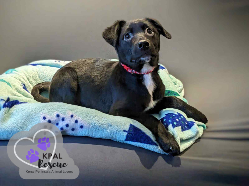Parcel - Mail Litter, an adoptable Mixed Breed in Kenai, AK, 99611 | Photo Image 5