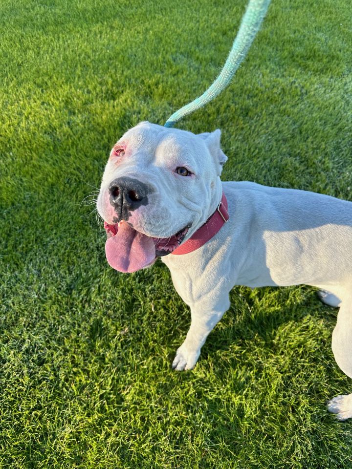 Dog for adoption - PEACH, a Dogo Argentino & Pit Bull Terrier Mix