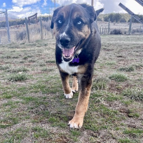 Lexi, an adoptable Rottweiler, Husky in Glenwood Springs, CO, 81601 | Photo Image 3