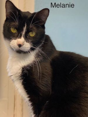 Melanie - Center, Adult Female unknown