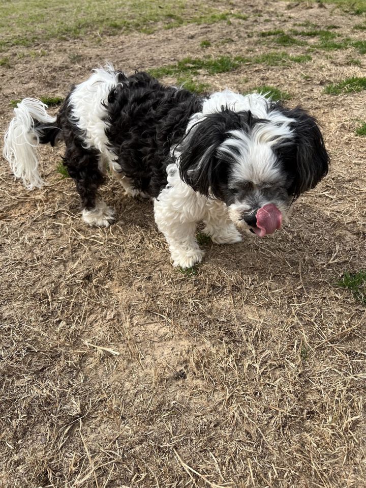 Smokey the 2024 shih tzu