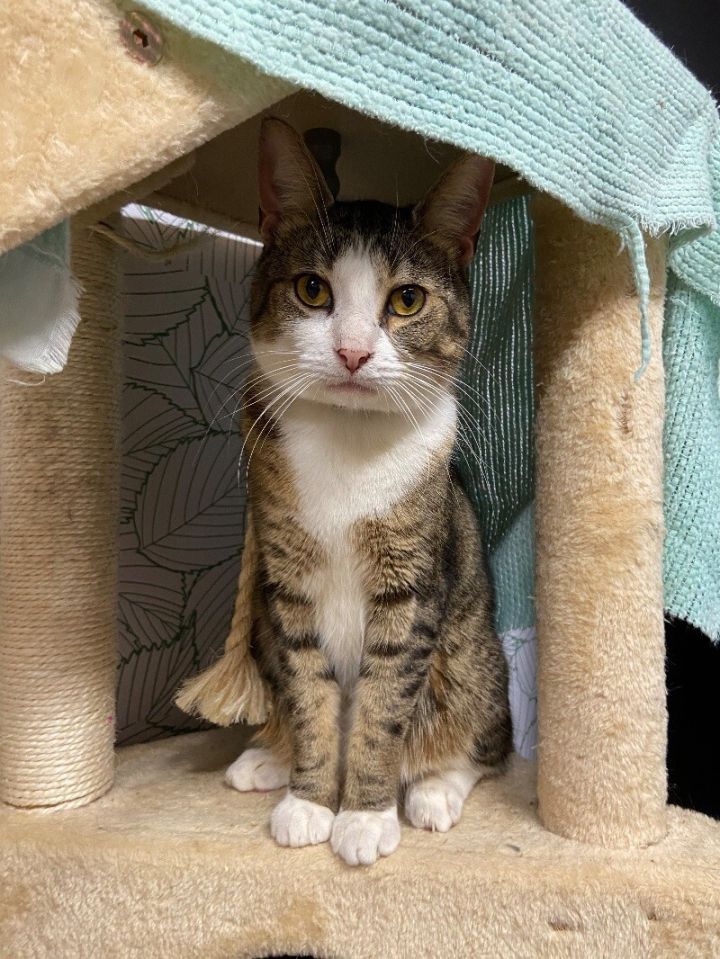 Cat for adoption - Bellboy Green, a Domestic Short Hair Mix in Hartford ...