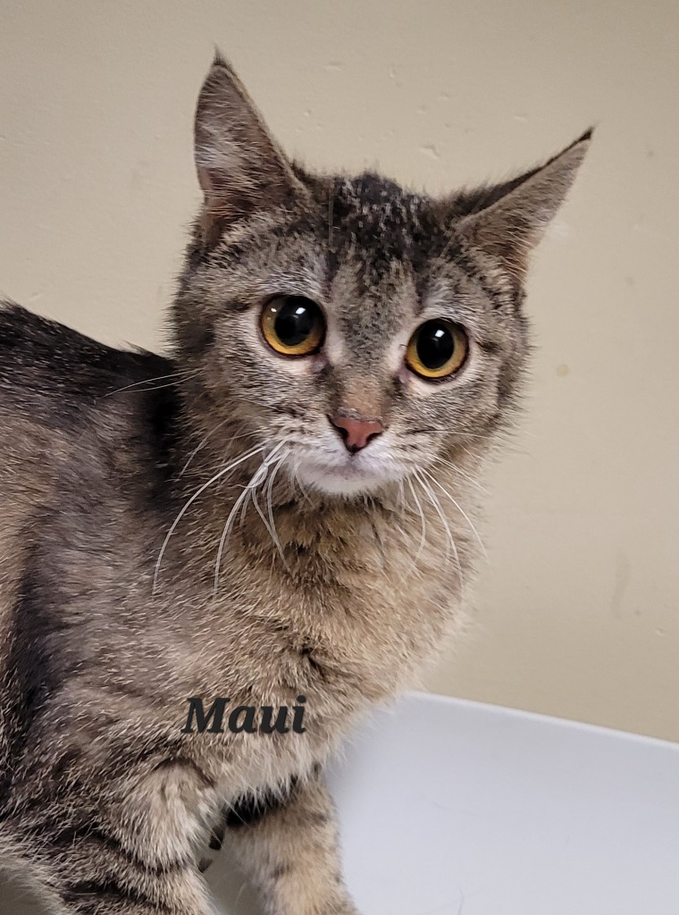 Maui, an adoptable Domestic Short Hair in Cedar Rapids, IA, 52404 | Photo Image 1