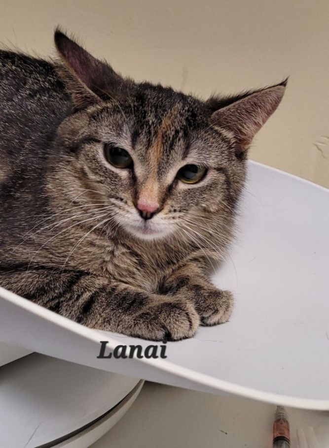 Lanai