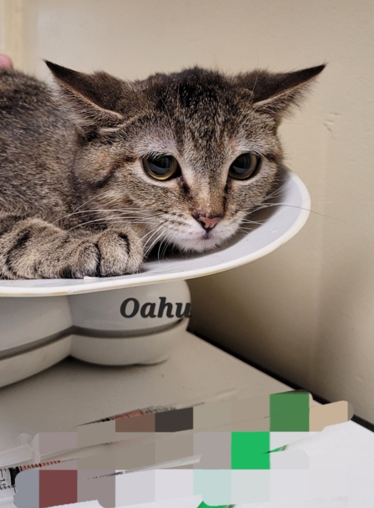 Oahu, an adoptable Domestic Short Hair in Cedar Rapids, IA, 52404 | Photo Image 1
