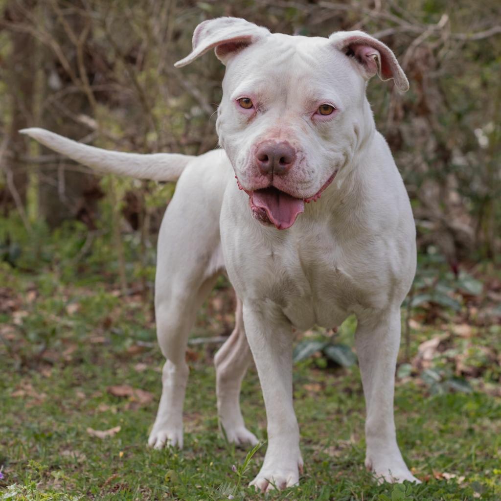 Vanna White, an adoptable Mixed Breed in QUINCY, FL, 32351 | Photo Image 1