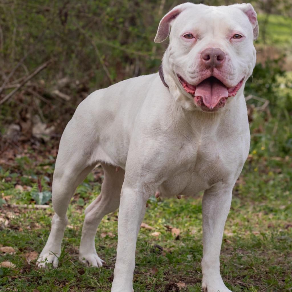 Vanna White, an adoptable Mixed Breed in QUINCY, FL, 32351 | Photo Image 2