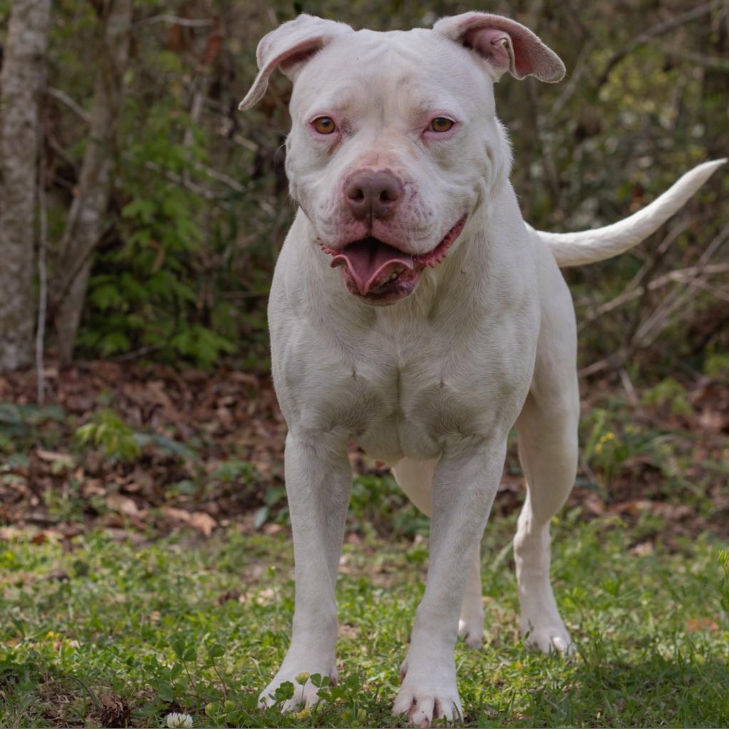 Vanna White, an adoptable Mixed Breed in QUINCY, FL, 32351 | Photo Image 3