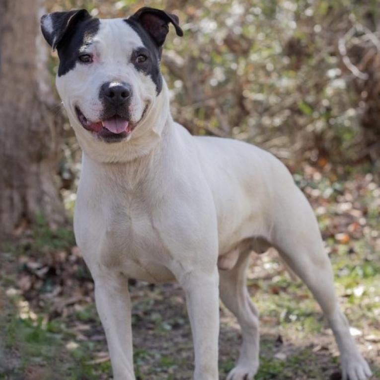 Keith, an adoptable Mixed Breed in QUINCY, FL, 32351 | Photo Image 1