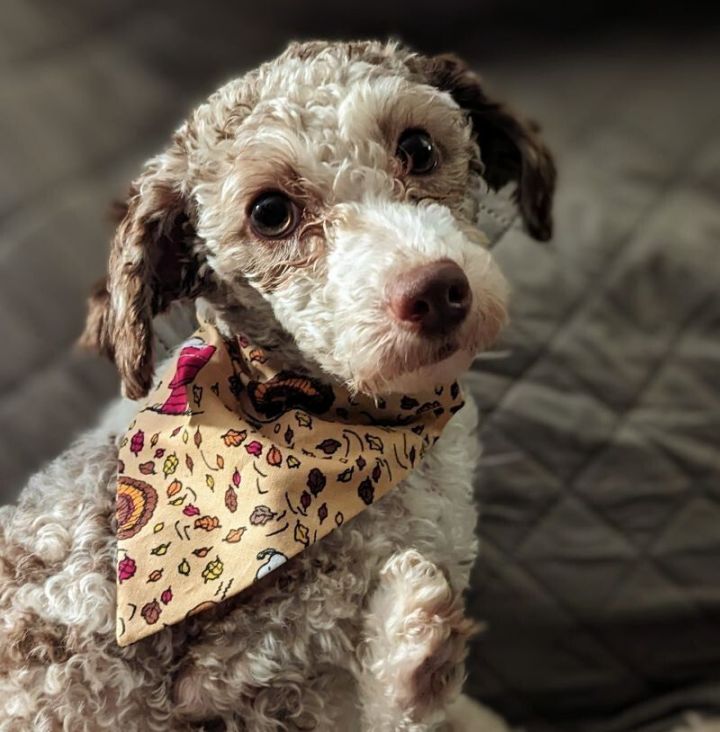 Australian shepherd miniature outlet poodle mix