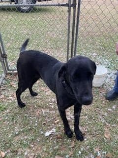 Onyx Labrador Retriever Dog