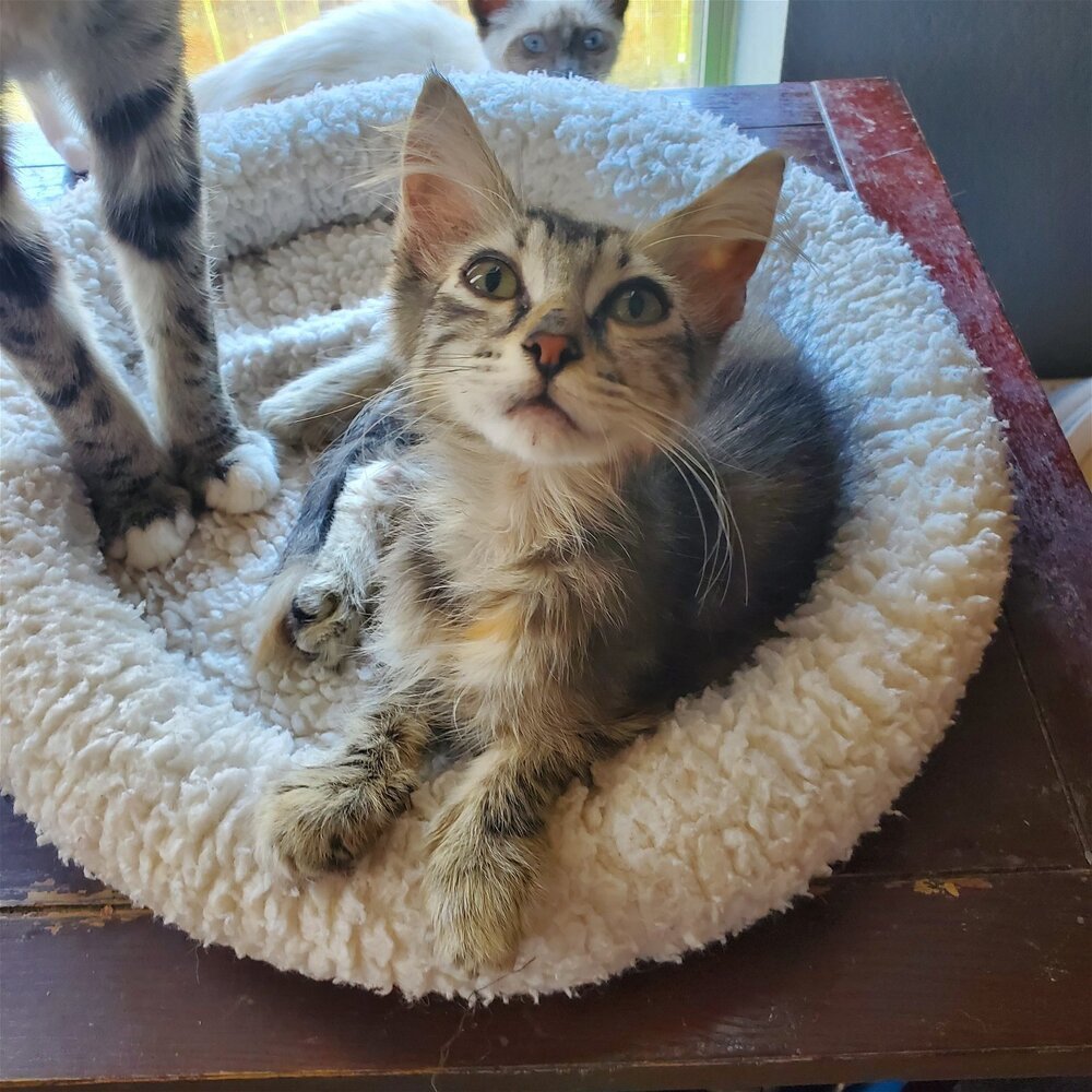 Neko, an adoptable Domestic Medium Hair in Austin, TX, 78711 | Photo Image 1