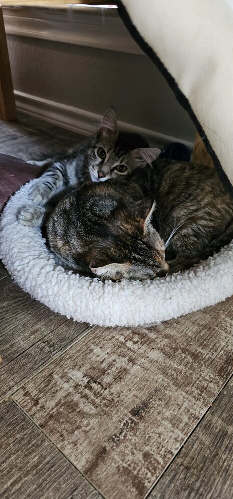 Neko, an adoptable Domestic Medium Hair in Austin, TX, 78711 | Photo Image 2