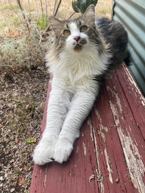 Goose 7, an adoptable Domestic Long Hair, Domestic Medium Hair in Austin, TX, 78711 | Photo Image 2