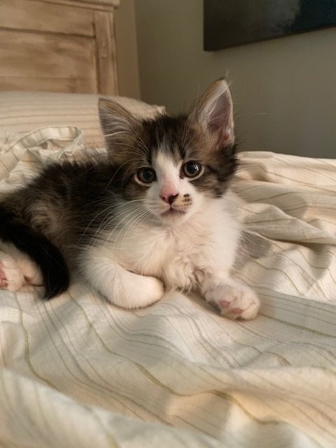 Goose 7, an adoptable Domestic Long Hair, Domestic Medium Hair in Austin, TX, 78711 | Photo Image 3